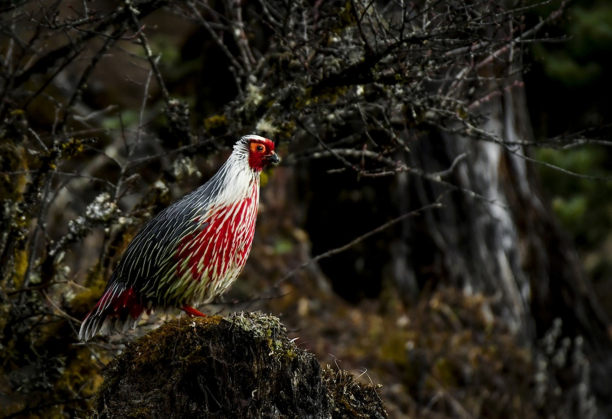 Blood Pheasant - ML638052896
