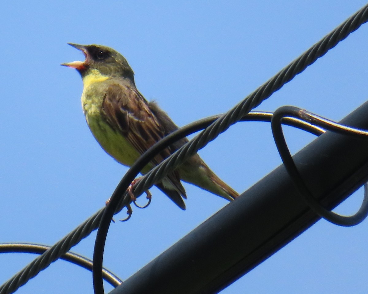 Masked Bunting - ML638052898