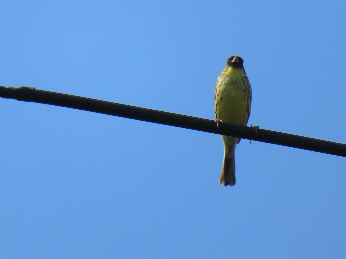 Masked Bunting - ML638052899