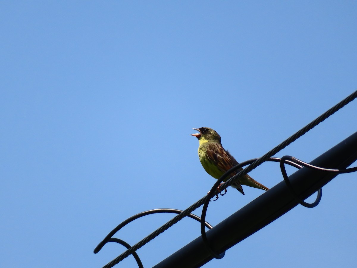 Masked Bunting - ML638052901