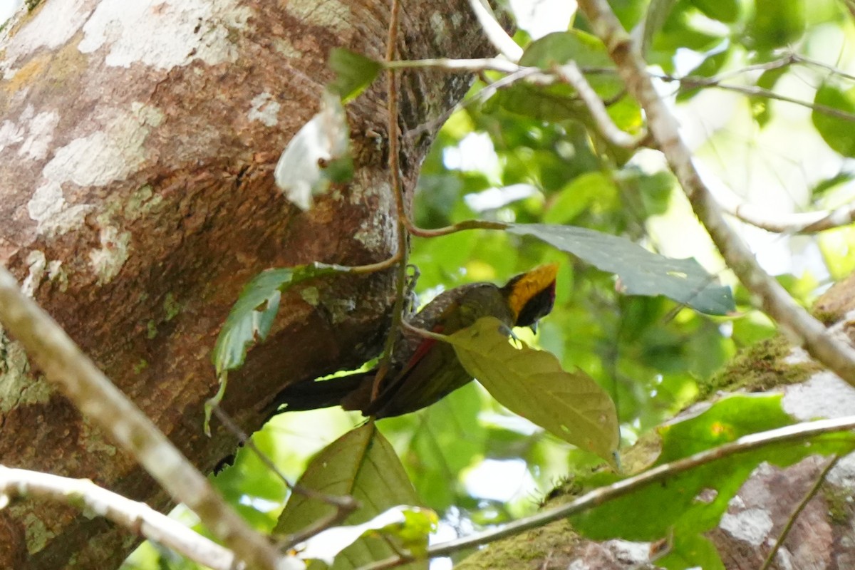Lesser Yellownape - ML638052912