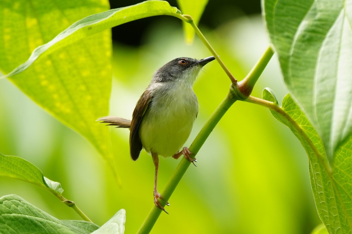 Rufescent Prinia - ML638052916