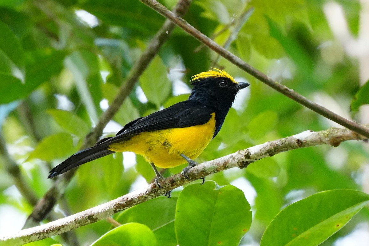 Sultan Tit - ML638052933