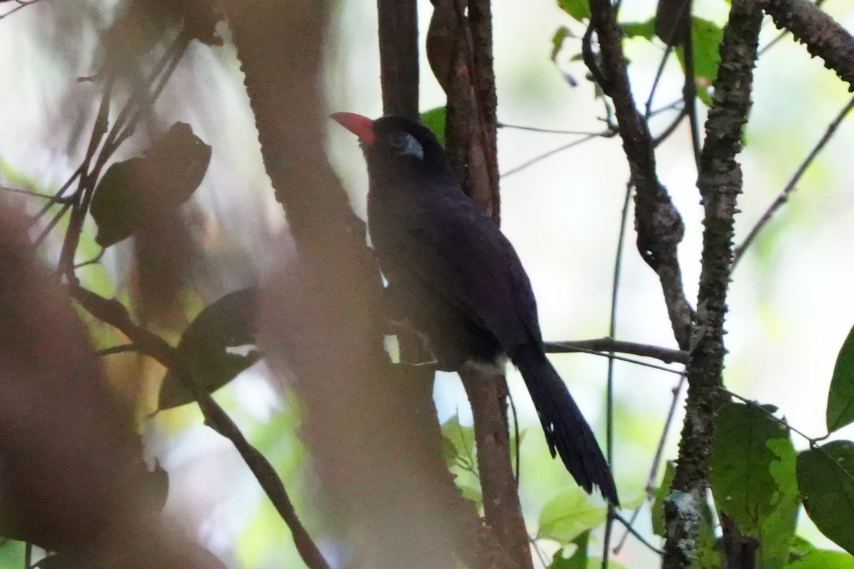 Black Laughingthrush - ML638052934