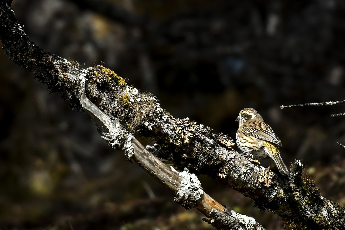 Himalayan White-browed Rosefinch - ML638052935