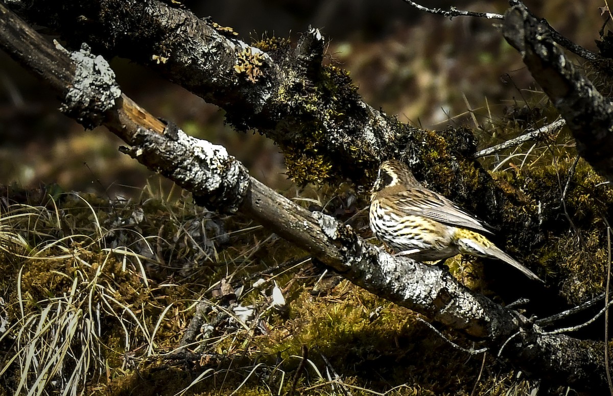 Himalayan White-browed Rosefinch - ML638052936