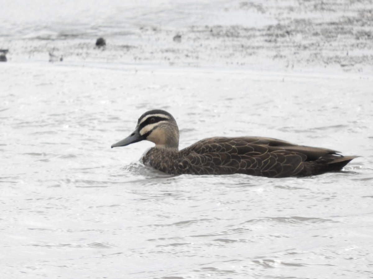 Pacific Black Duck - ML638052939