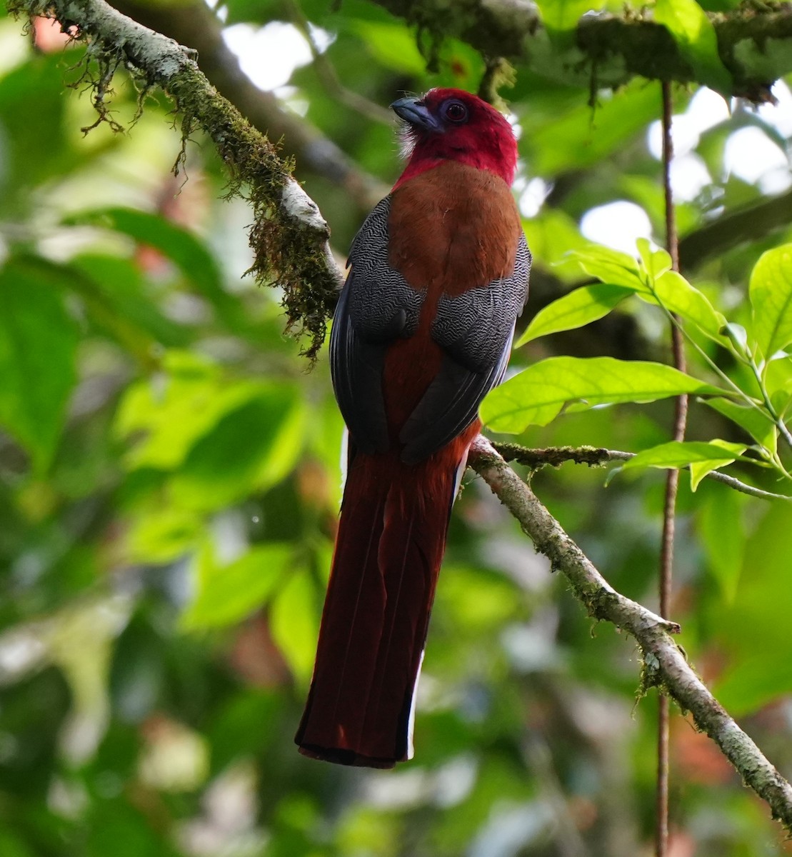 Red-headed Trogon - ML638052941