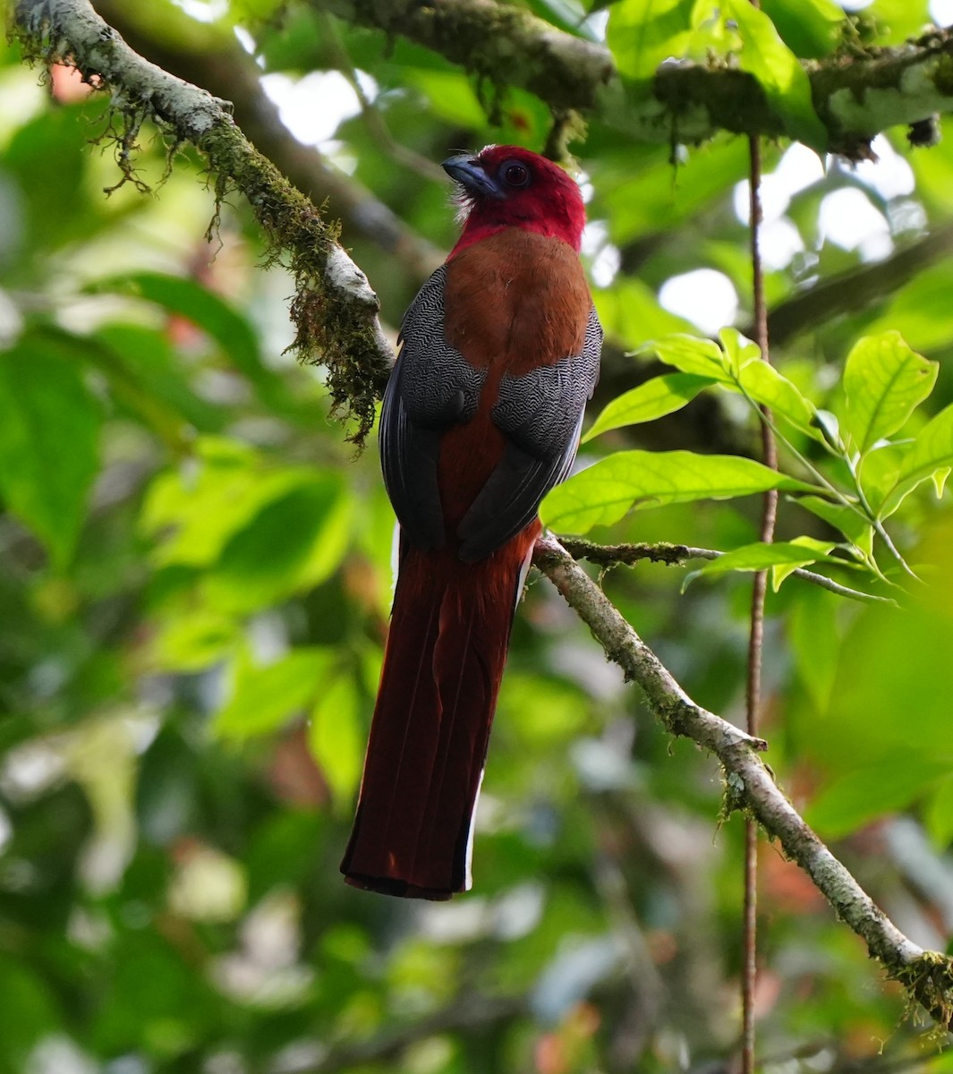 Red-headed Trogon - ML638052942