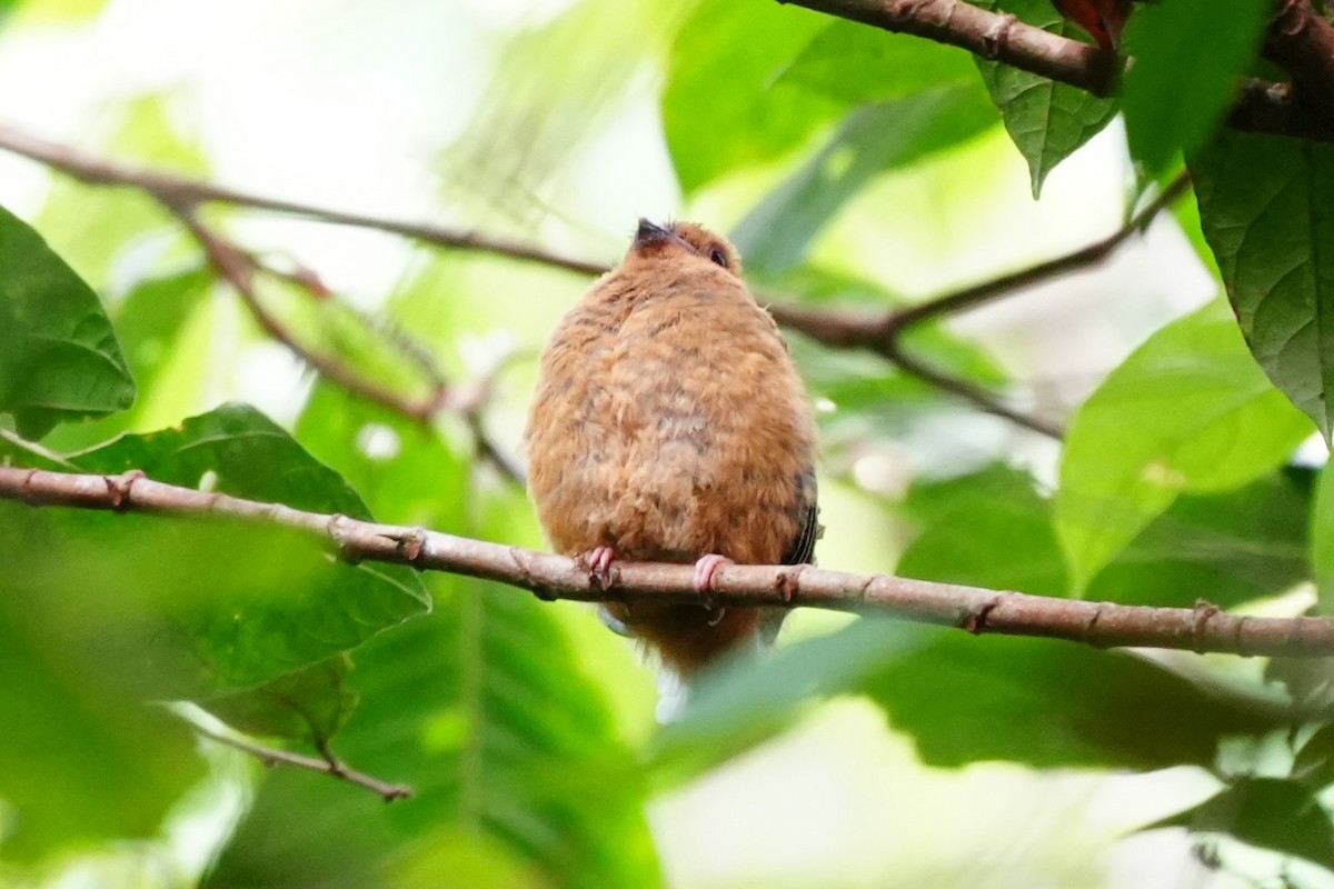 Little Cuckoo-Dove - ML638052943