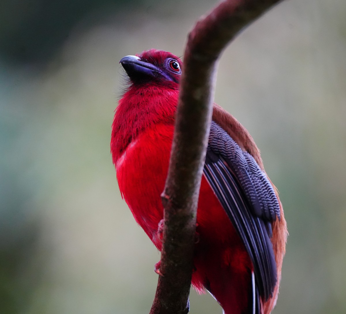Red-headed Trogon - ML638052978