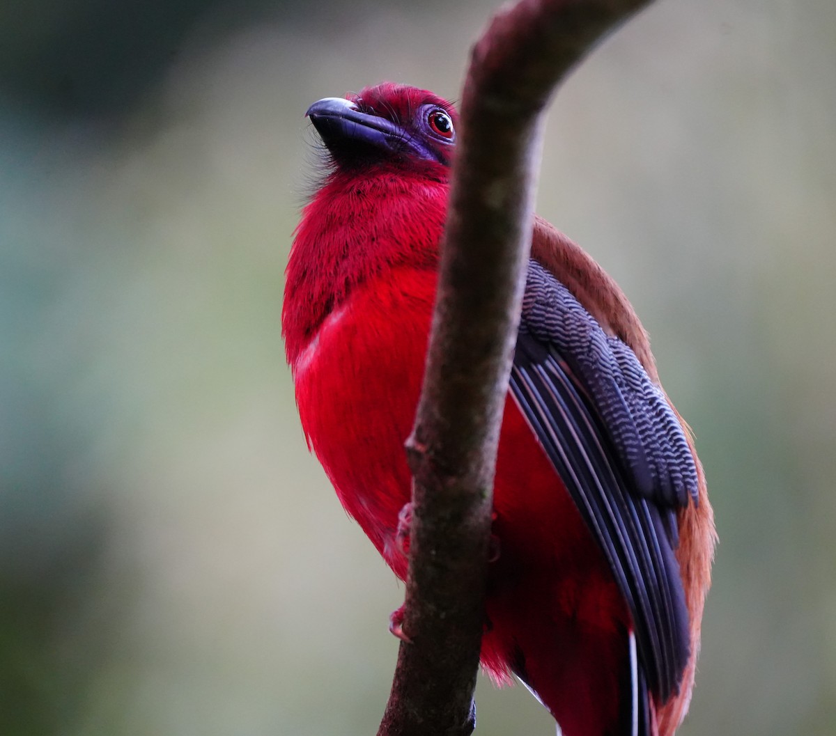 Red-headed Trogon - ML638052979