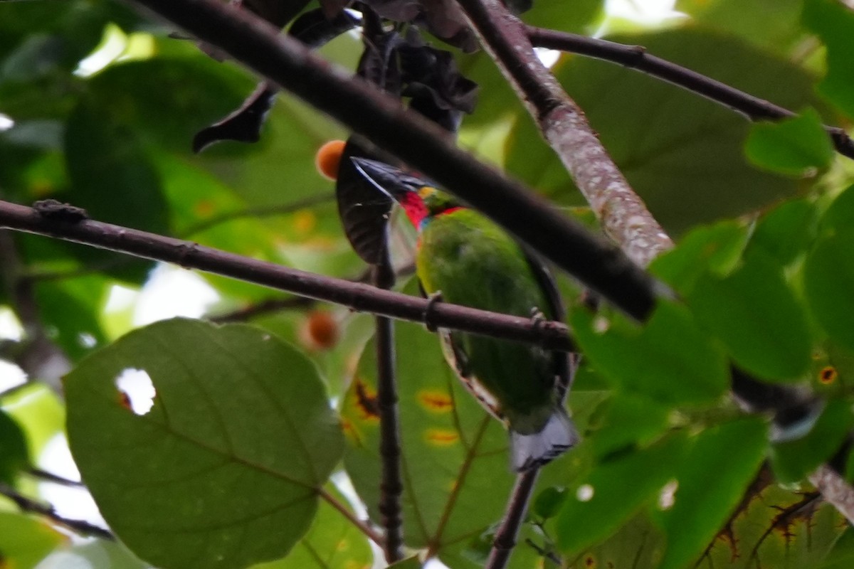 Red-throated Barbet - ML638052980