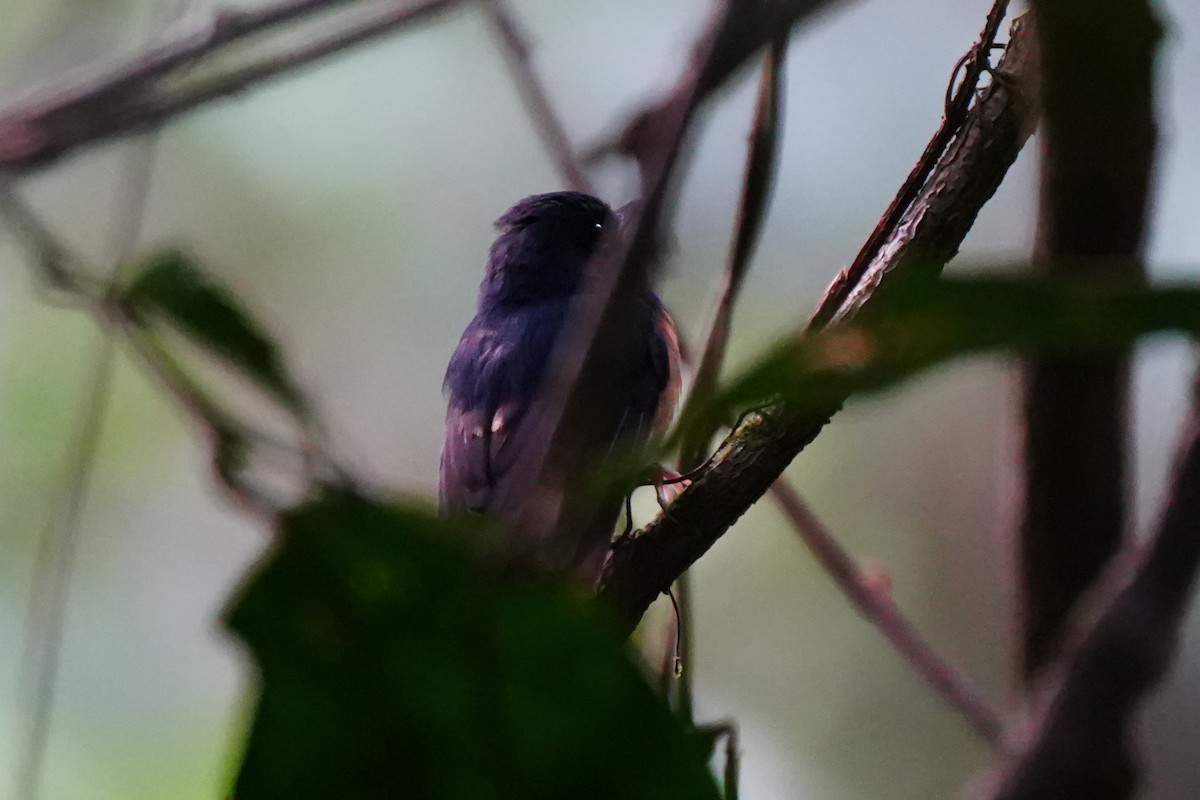 Hill Blue Flycatcher - ML638052982