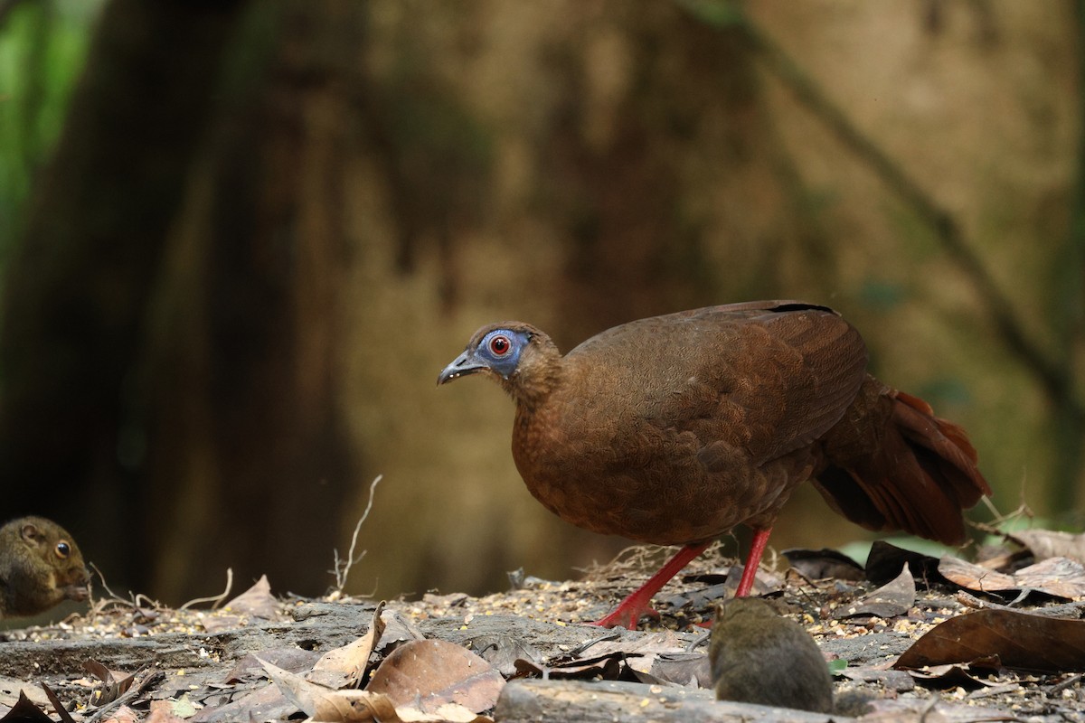 Bulwer's Pheasant - ML638052987
