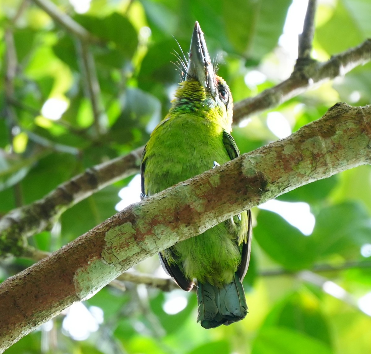 Red-throated Barbet - ML638052989