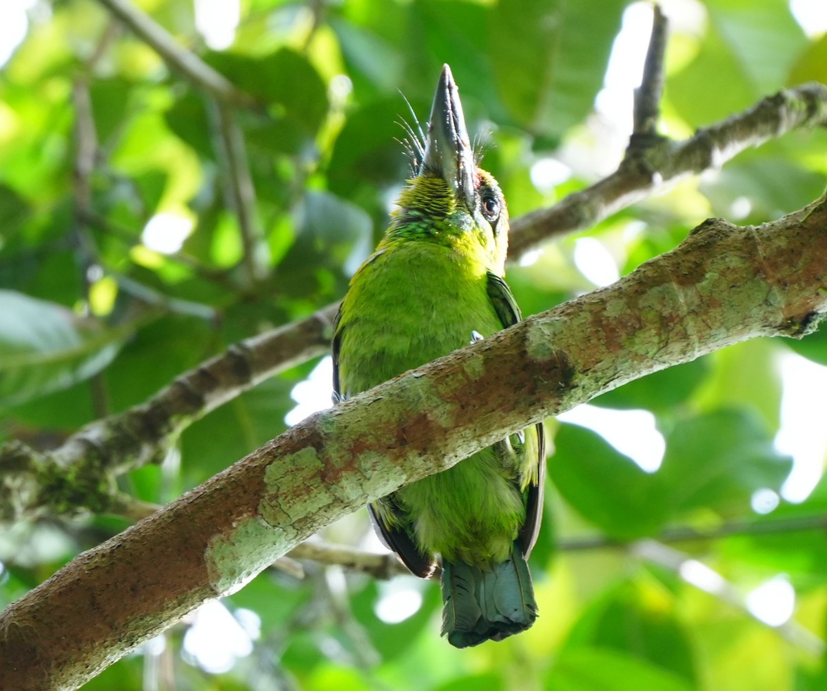 Red-throated Barbet - ML638052990