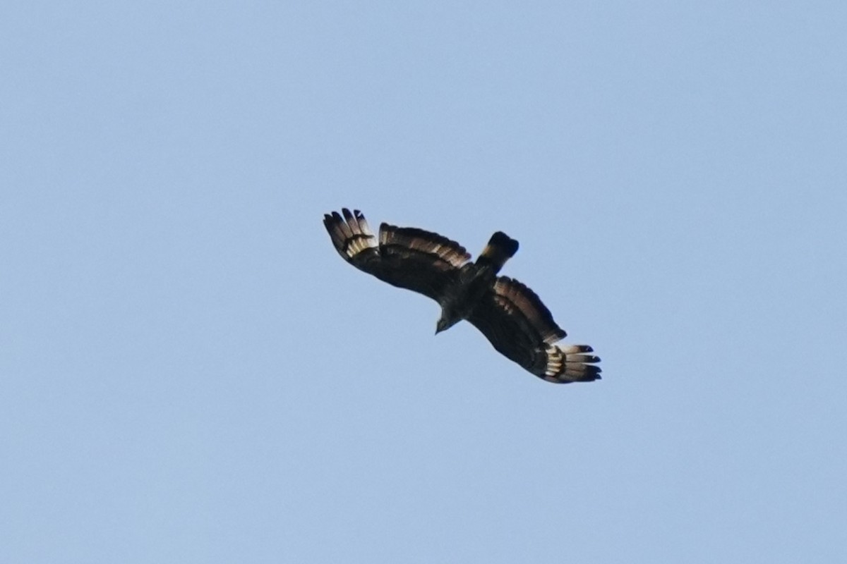 Oriental Honey-buzzard (Sunda) - ML638053006