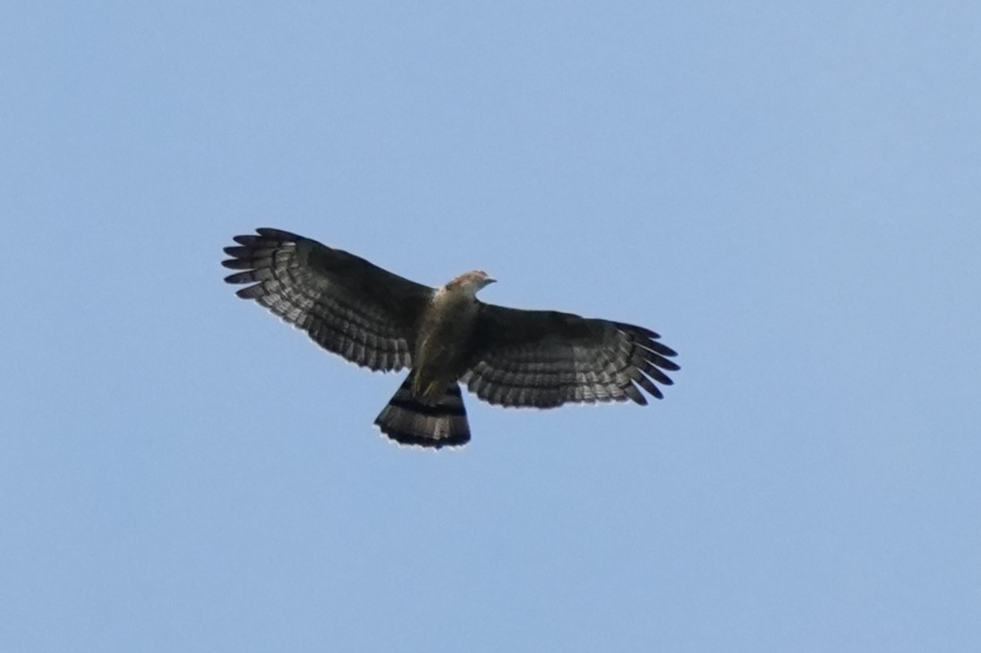 Oriental Honey-buzzard (Sunda) - ML638053007