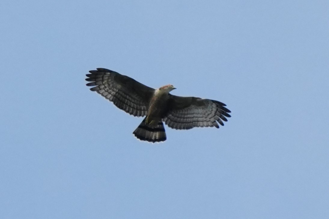 Oriental Honey-buzzard (Sunda) - ML638053008