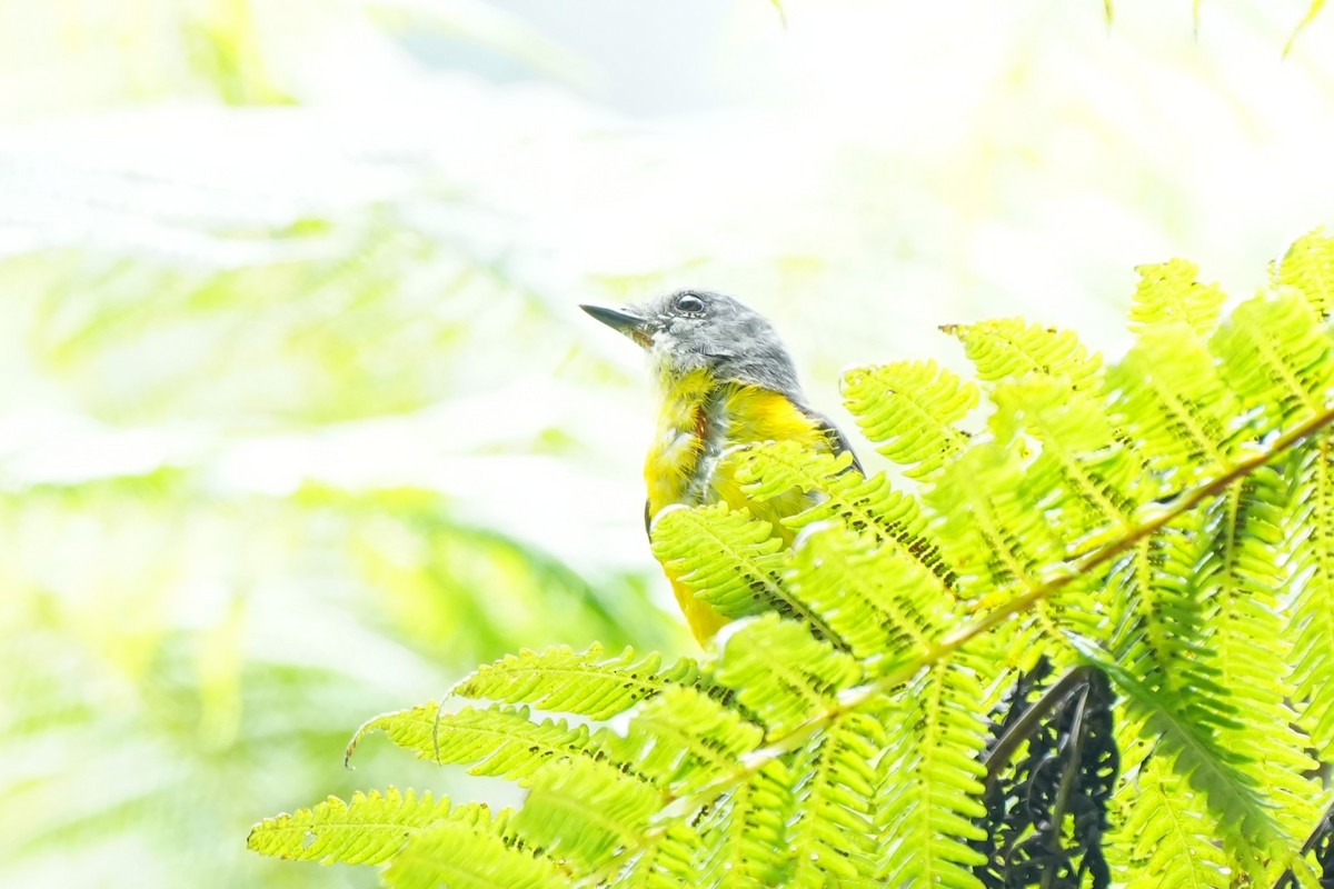 Graukehl-Mennigvogel - ML638053011
