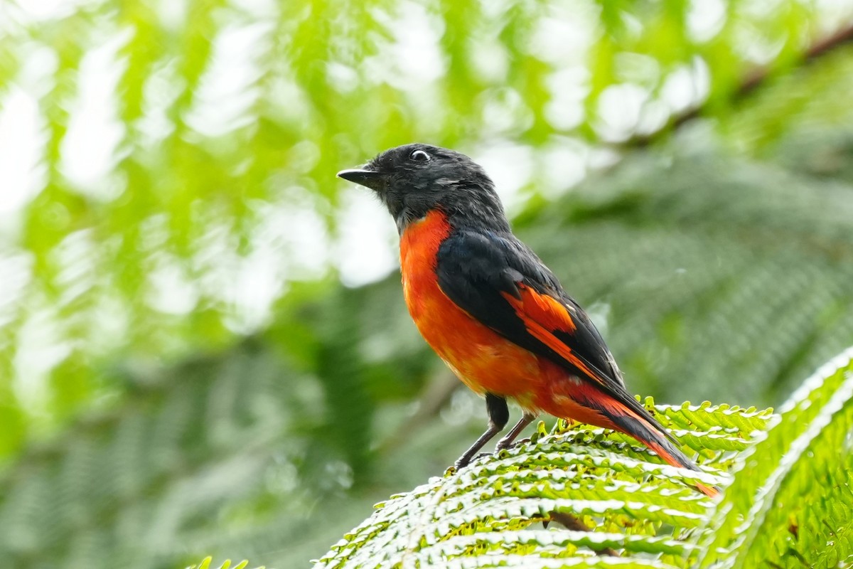 Graukehl-Mennigvogel - ML638053012