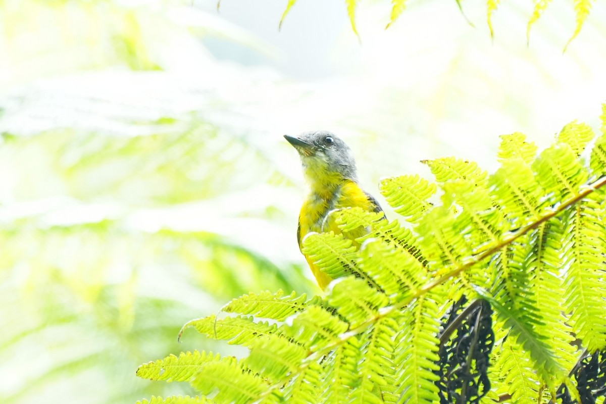 Graukehl-Mennigvogel - ML638053013