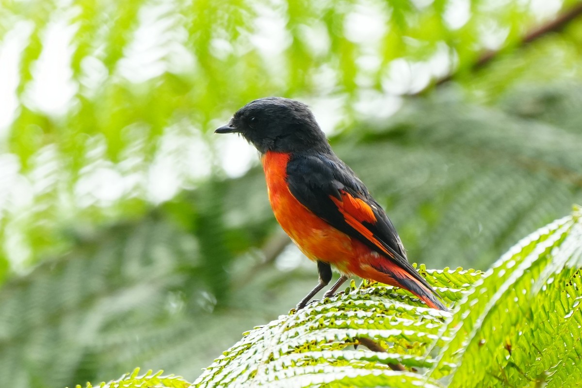 Graukehl-Mennigvogel - ML638053014