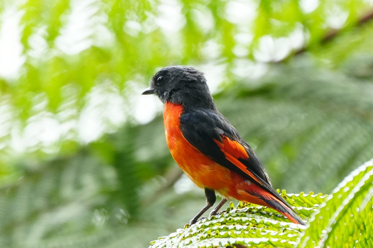 Graukehl-Mennigvogel - ML638053015