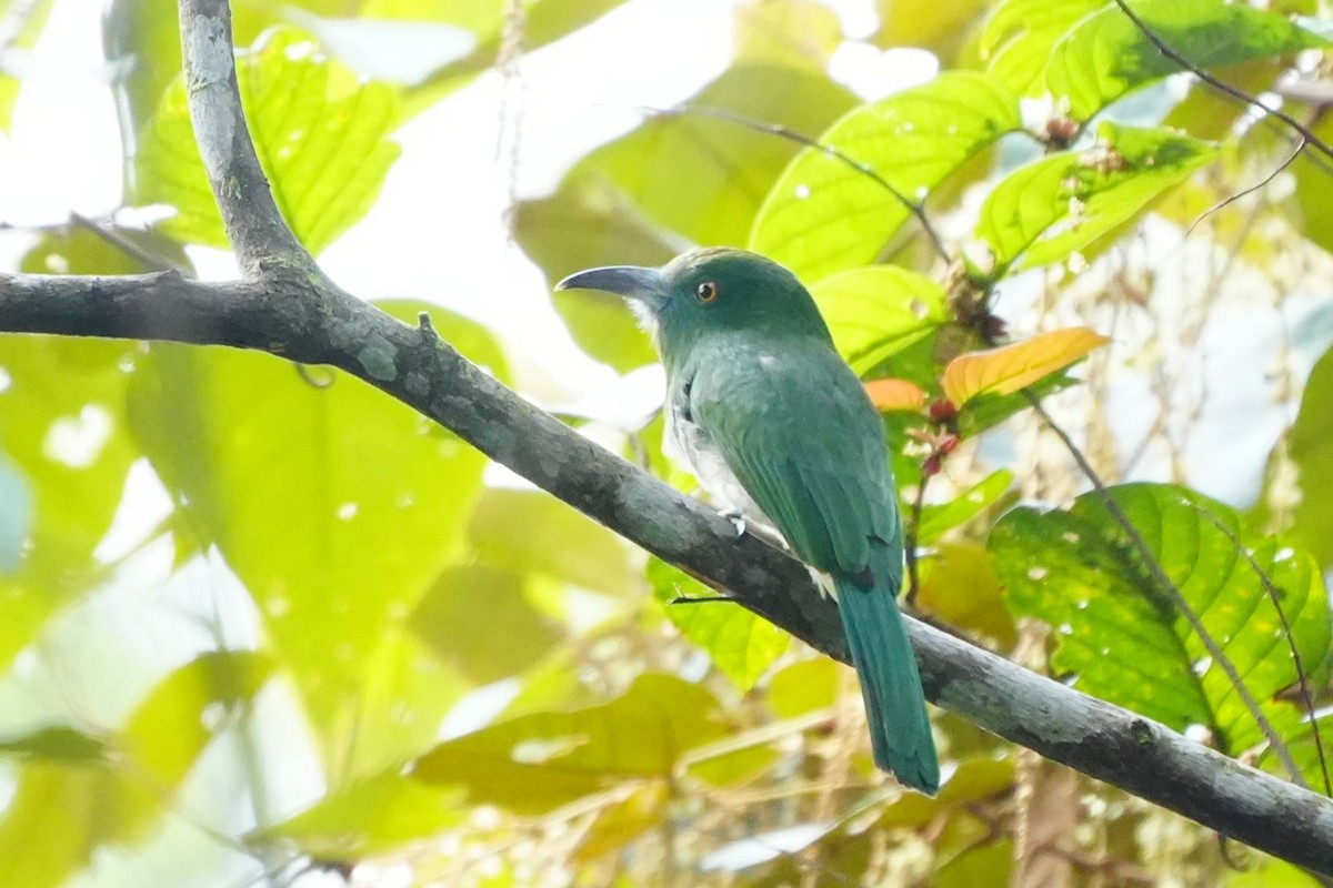Red-bearded Bee-eater - ML638053017