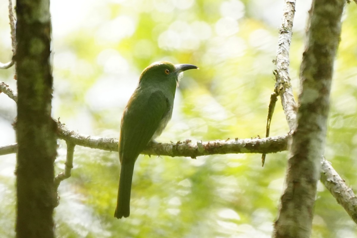 Red-bearded Bee-eater - ML638053018