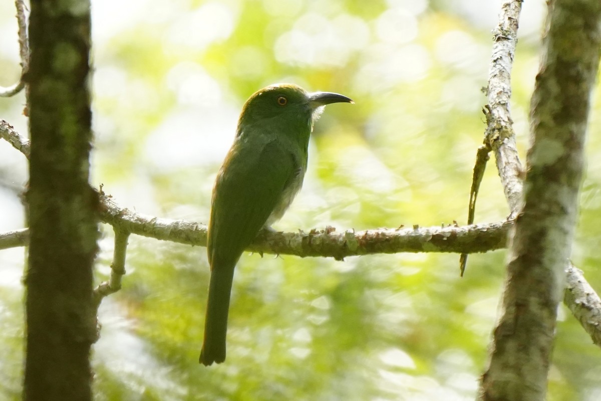 Red-bearded Bee-eater - ML638053019