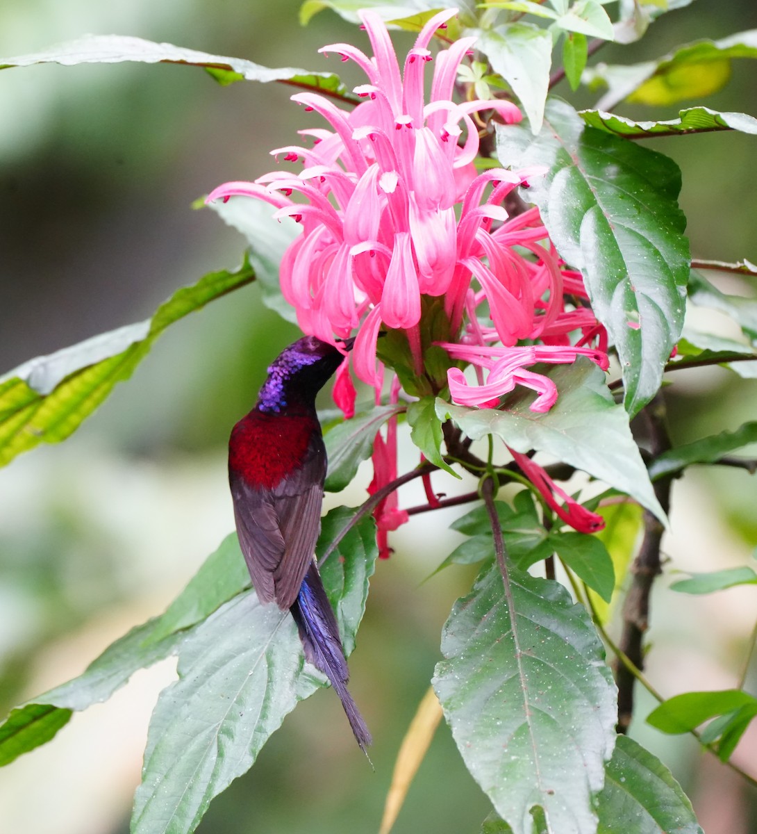 Schwarzkehl-Nektarvogel - ML638053042