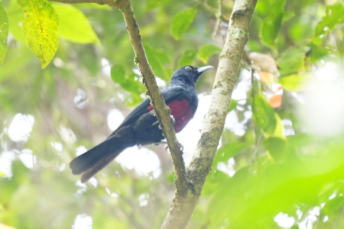 Black-and-crimson Oriole - ML638053057