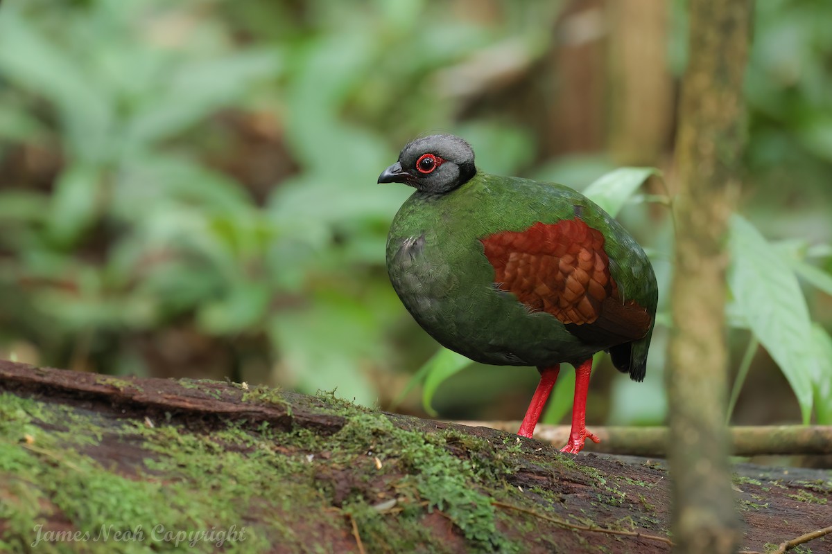 Crested Partridge - ML638053060
