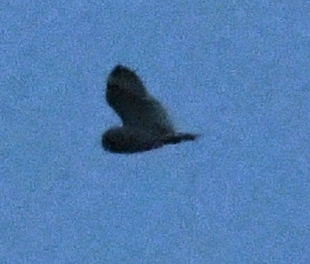 Short-eared Owl - ML638053072