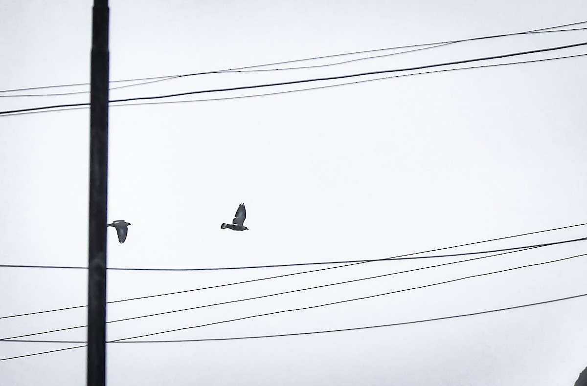 Snow Pigeon - ML638053118