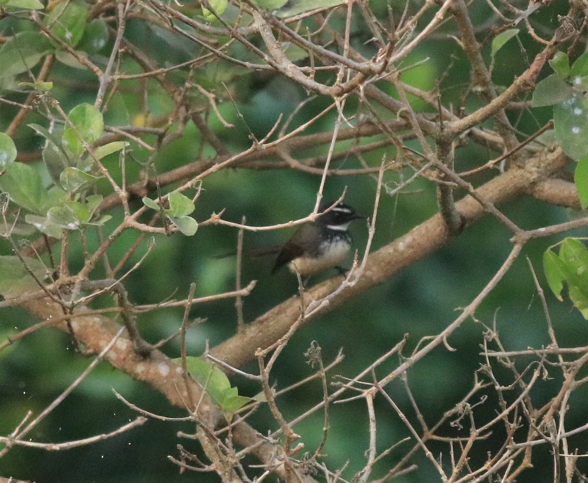 Spot-breasted Fantail - ML638053164