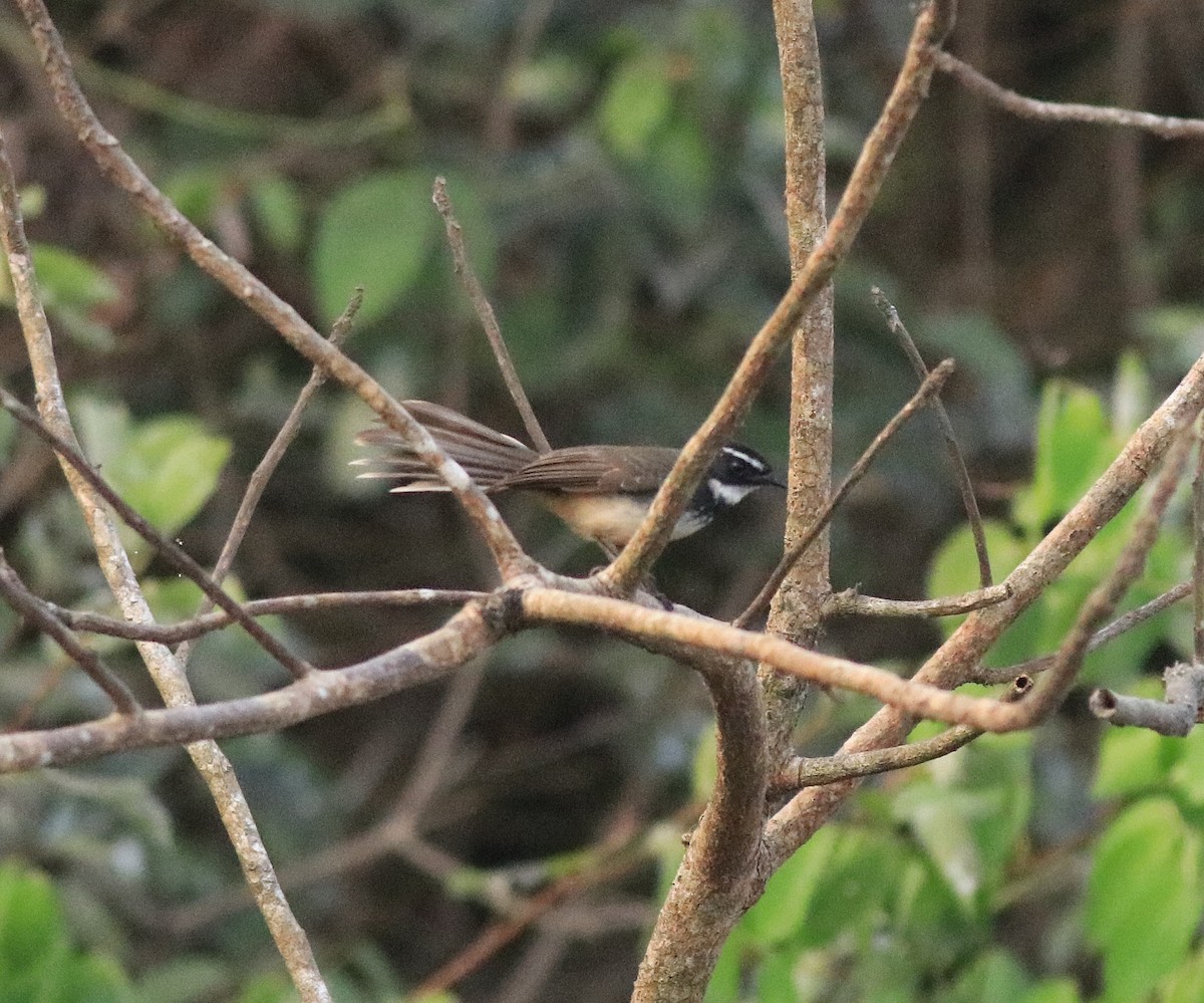 Spot-breasted Fantail - ML638053165