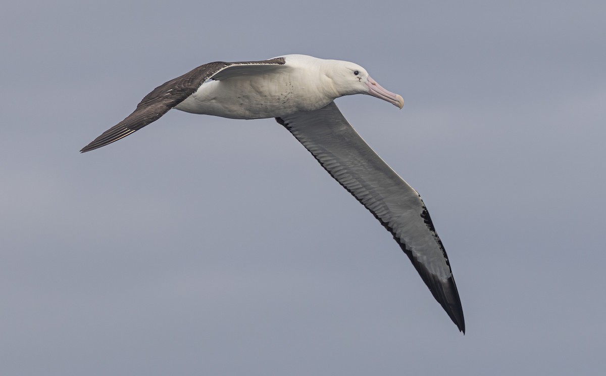 Northern Royal Albatross - ML638053166
