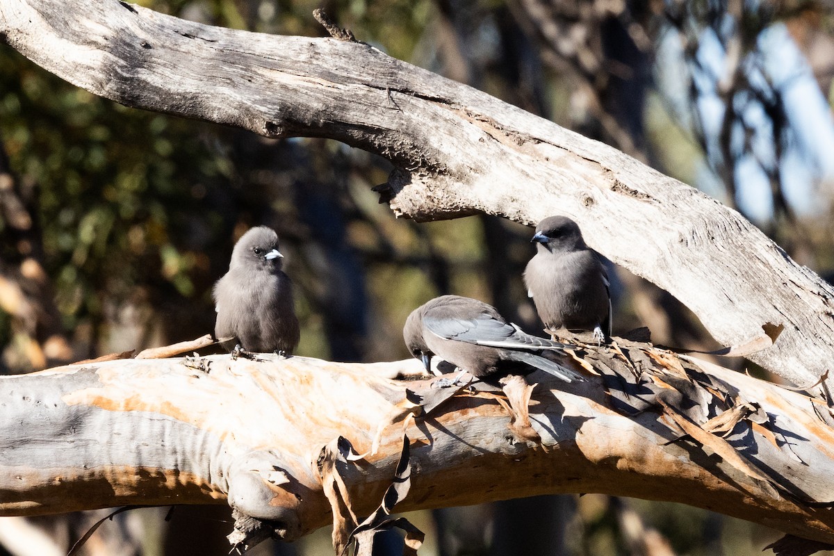 Dusky Woodswallow - ML638053172