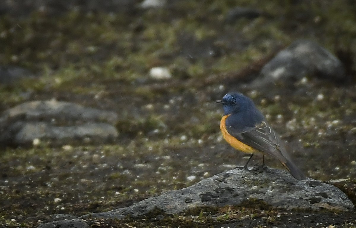 Blue-fronted Redstart - ML638053218