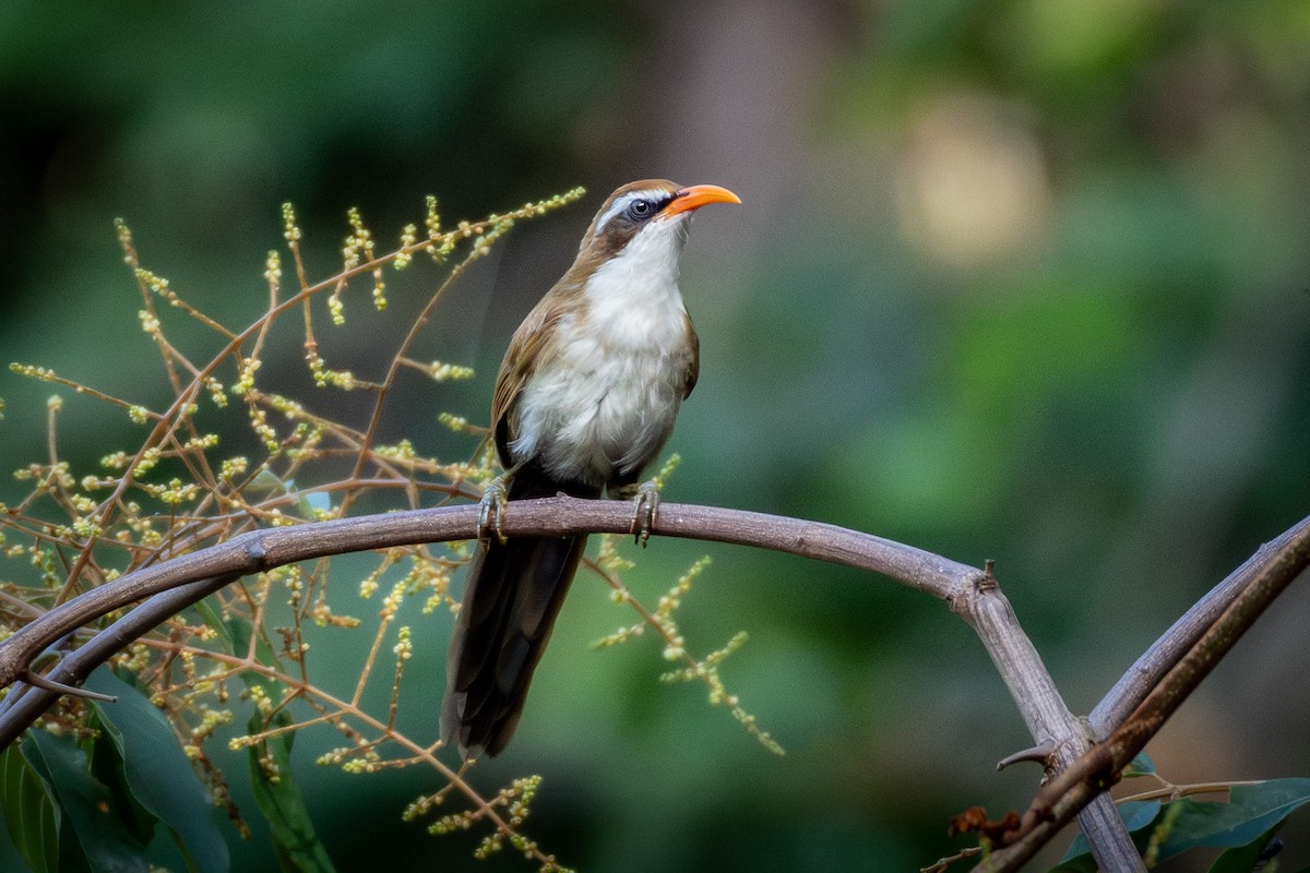 Red-billed Scimitar-Babbler - ML638053226