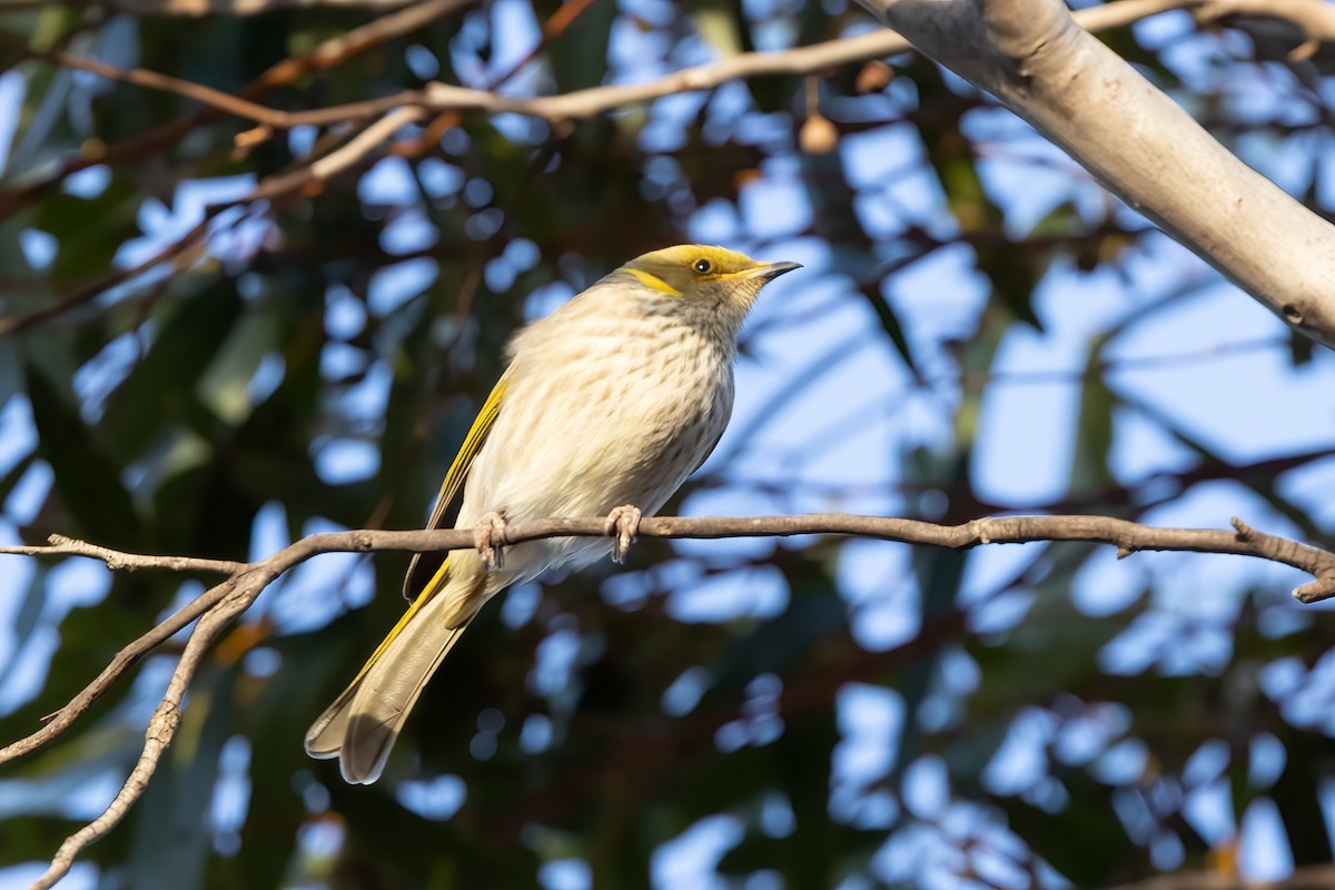 Yellow-plumed Honeyeater - ML638053235