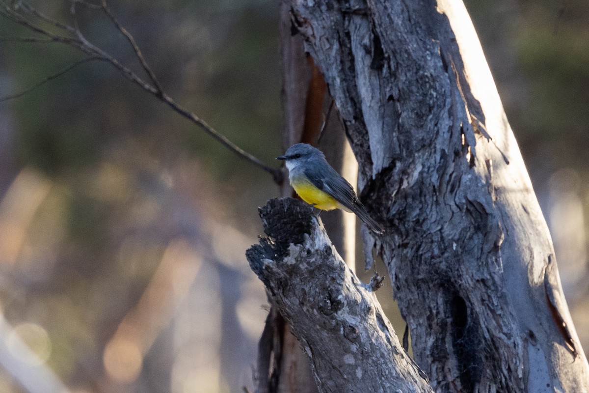 Western Yellow Robin - ML638053236