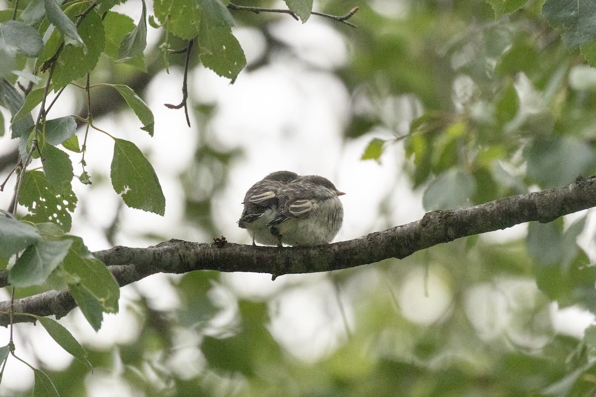 European Pied Flycatcher - ML638053281