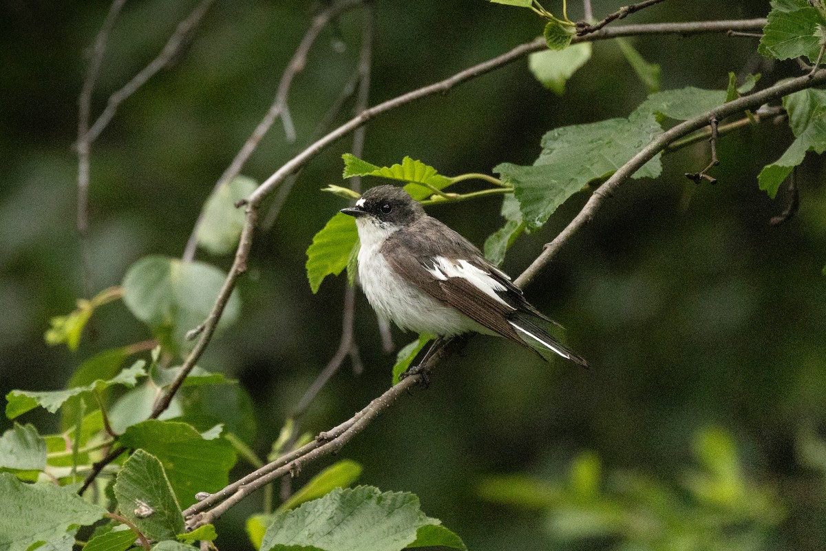 European Pied Flycatcher - ML638053283