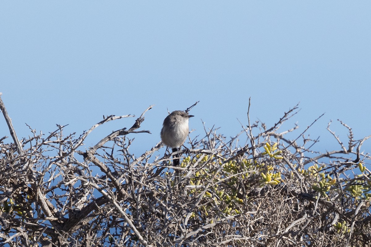 White-winged Fairywren - ML638053294