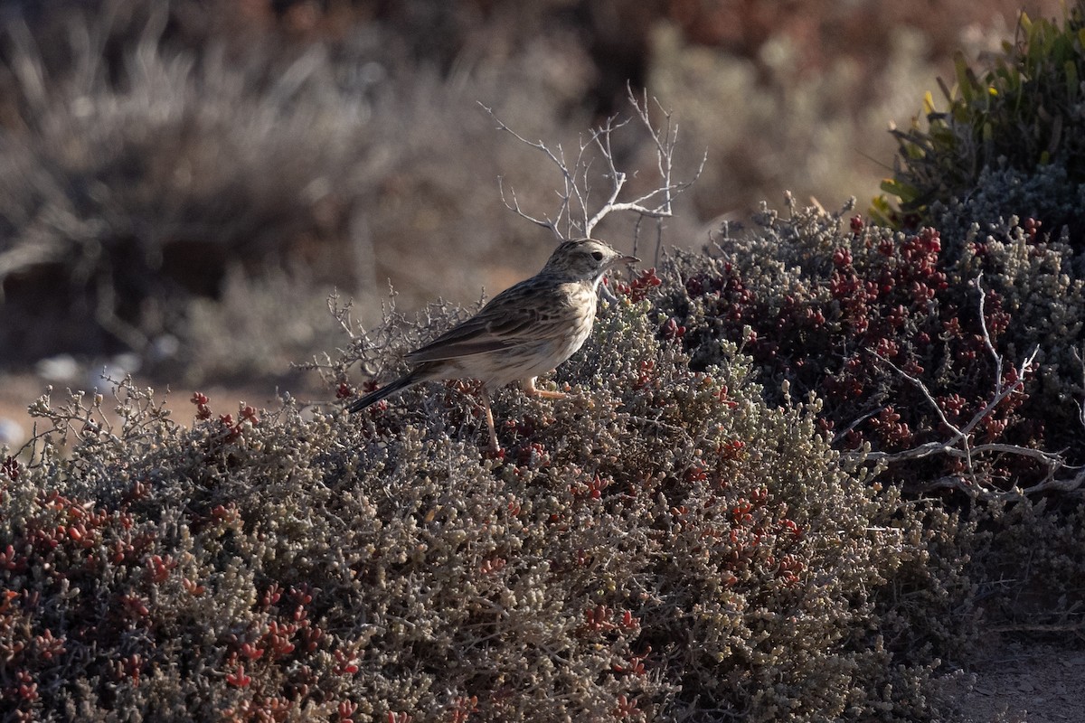 Australian Pipit - ML638053297
