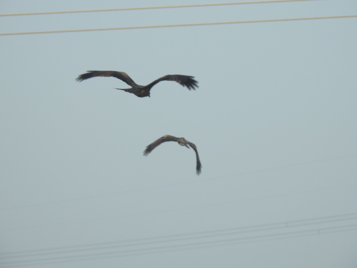 Oriental Honey-buzzard - ML638053299
